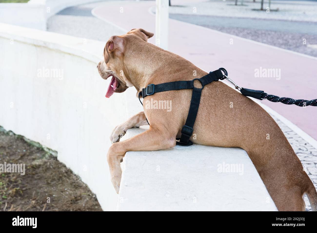 Brown pitbull dog looking at the sea. Domestic and calm animal Stock Photo