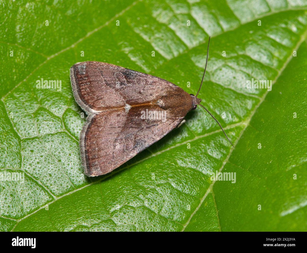 Wedgling Moth (Galgula partita) insect on green leaf, nature Springtime garden pest control agriculture dorsal view. Stock Photo