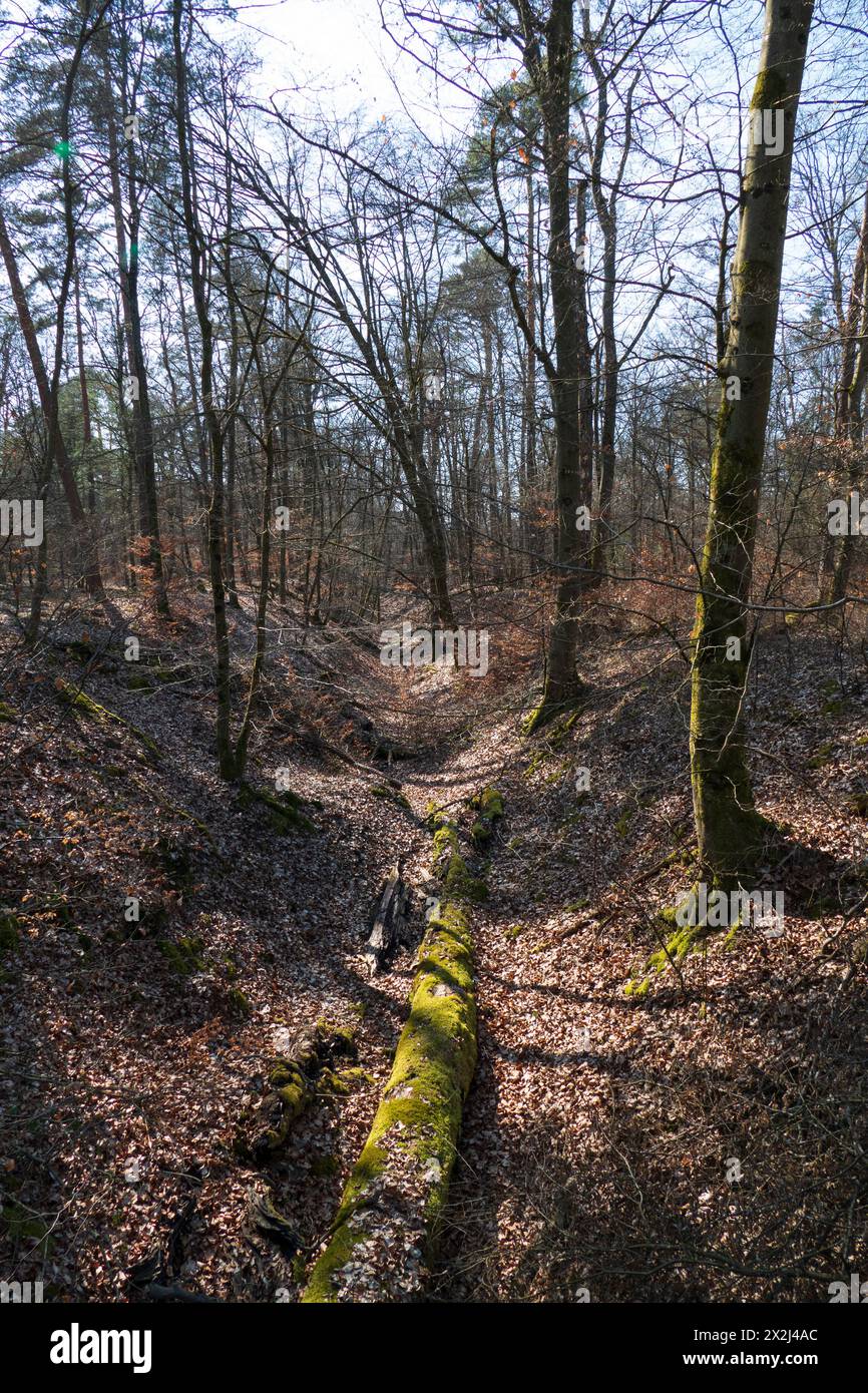 Pfad im wald hi-res stock photography and images - Alamy