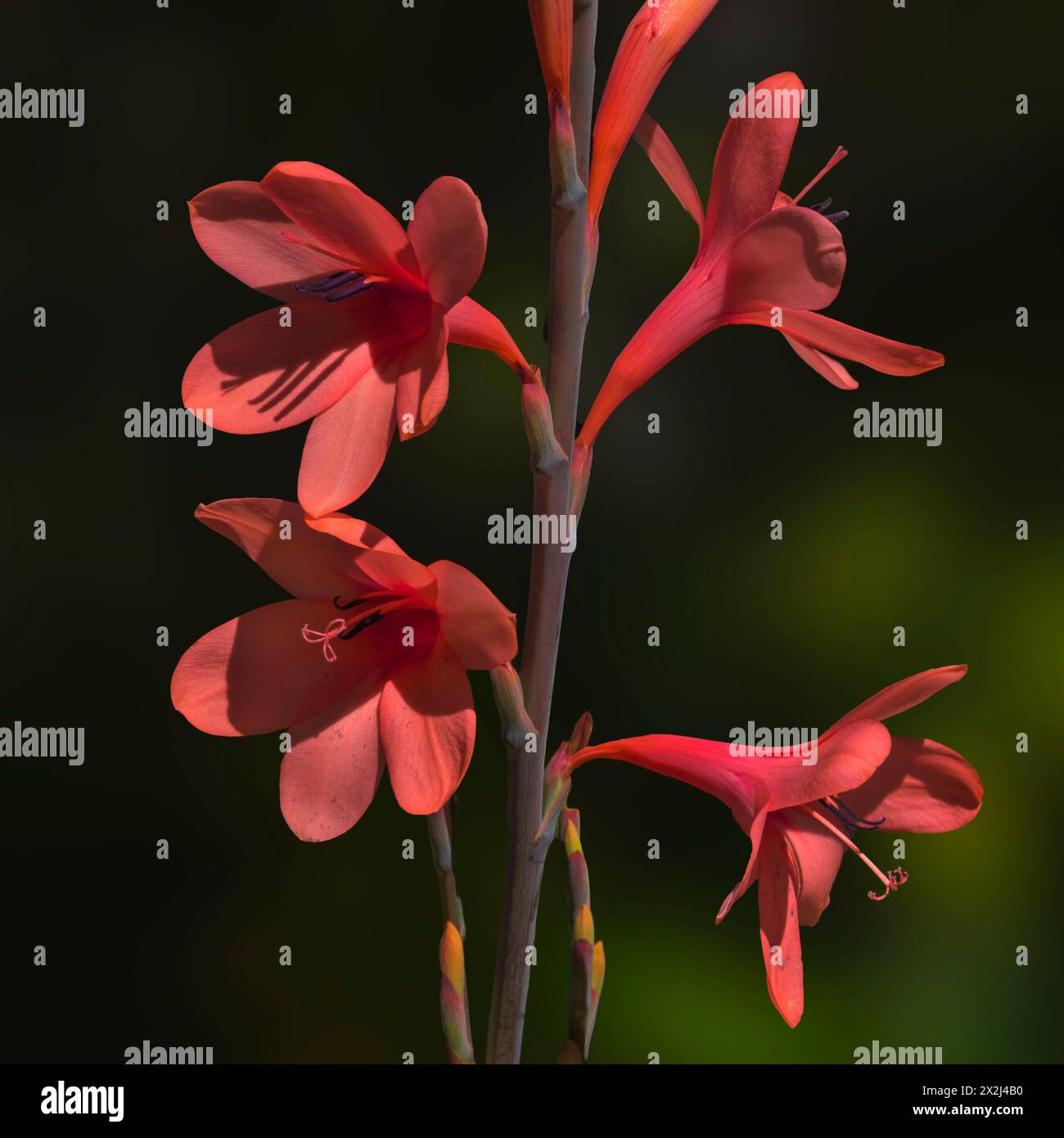 Close up shot of red watsonia flowers Stock Photo