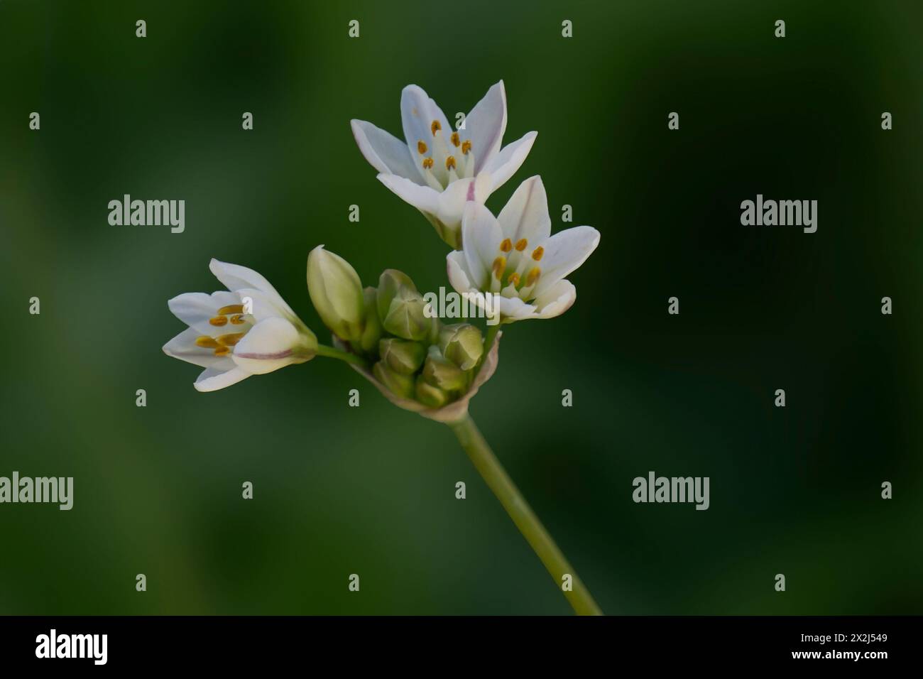 Slender false garlic flowers also known as honeybells Stock Photo