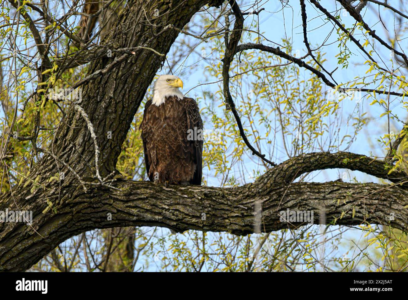 Bald Eagle standing on a branch in the tree Stock Photo