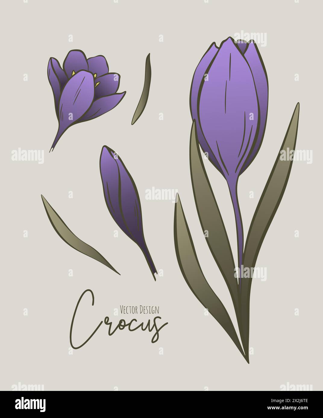 Botanical colored set of line illustration of crocus flowers for ...