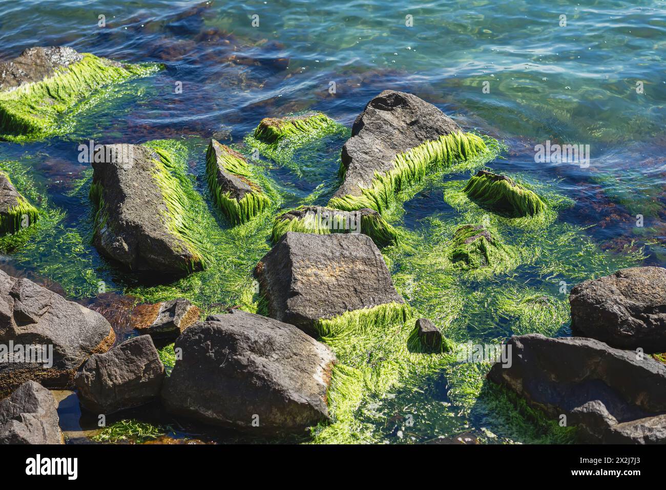 Stones seashore covered moss hi-res stock photography and images - Alamy