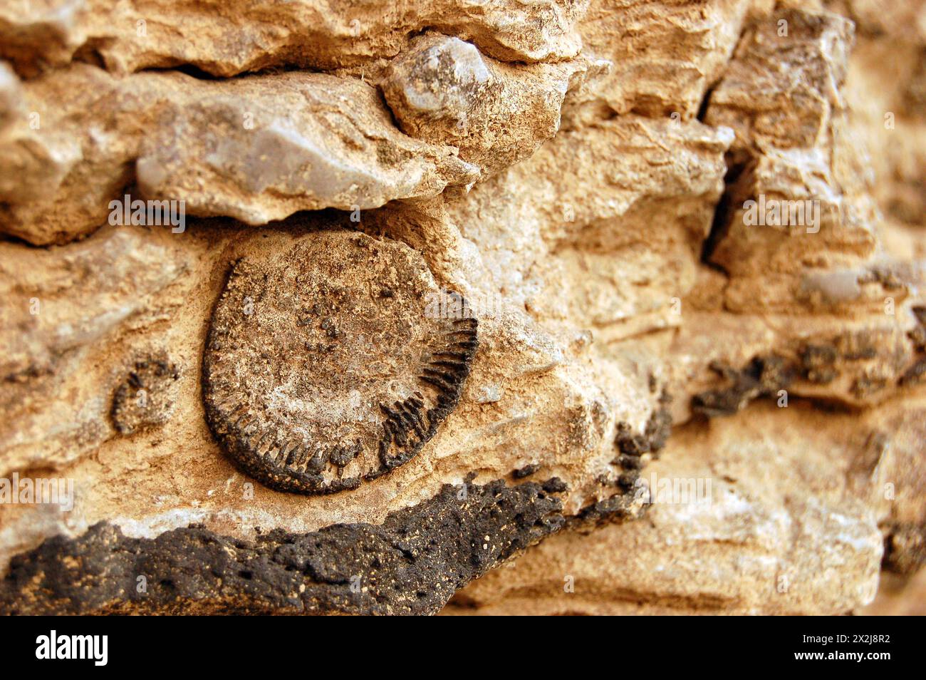 Fossils from the Devonian Era are embedded in the limestone at the Falls of the Ohio State Park in New Albany, Indiana Stock Photo
