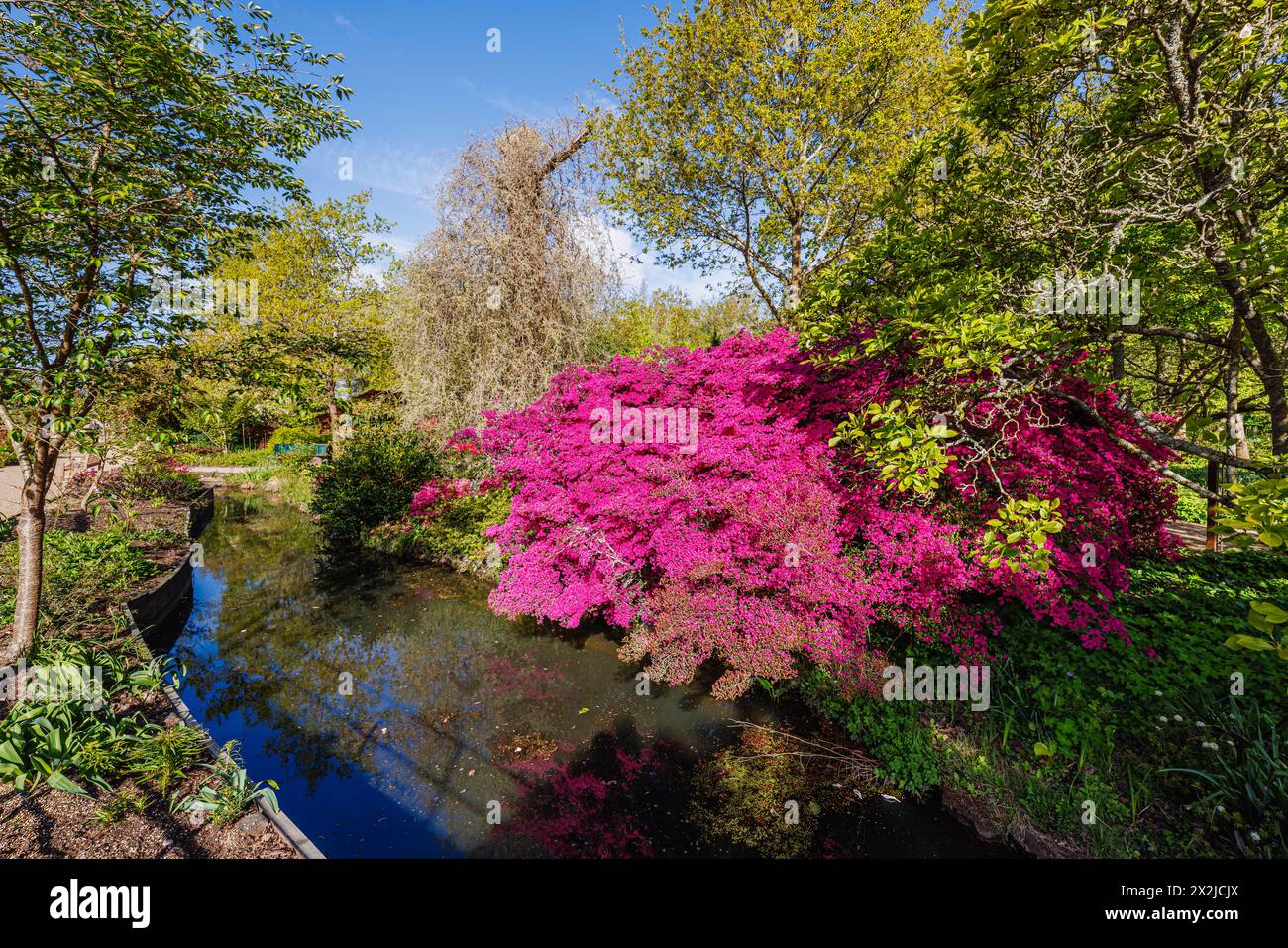 Bright magenta pink azalea japonica flowering by the stream in RHS Garden, Wisley, Surrey, south-east England in spring Stock Photo