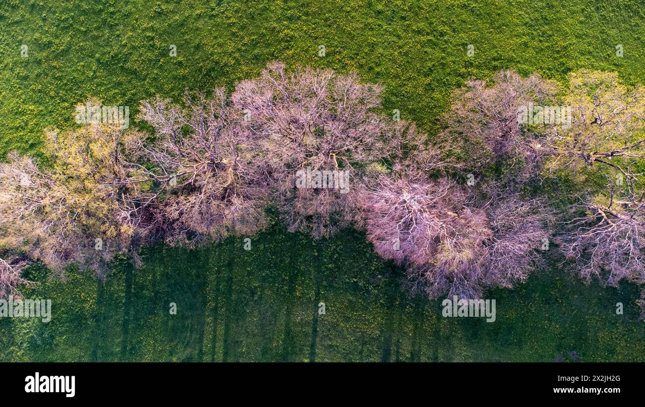 tree group from above, drone view Stock Photo