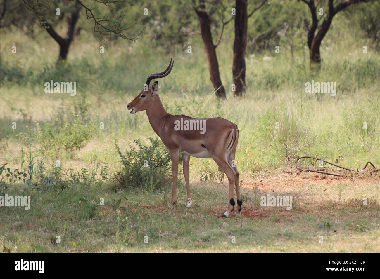 Impala grazing in the green bushveld field under some thorny trees Stock Photo