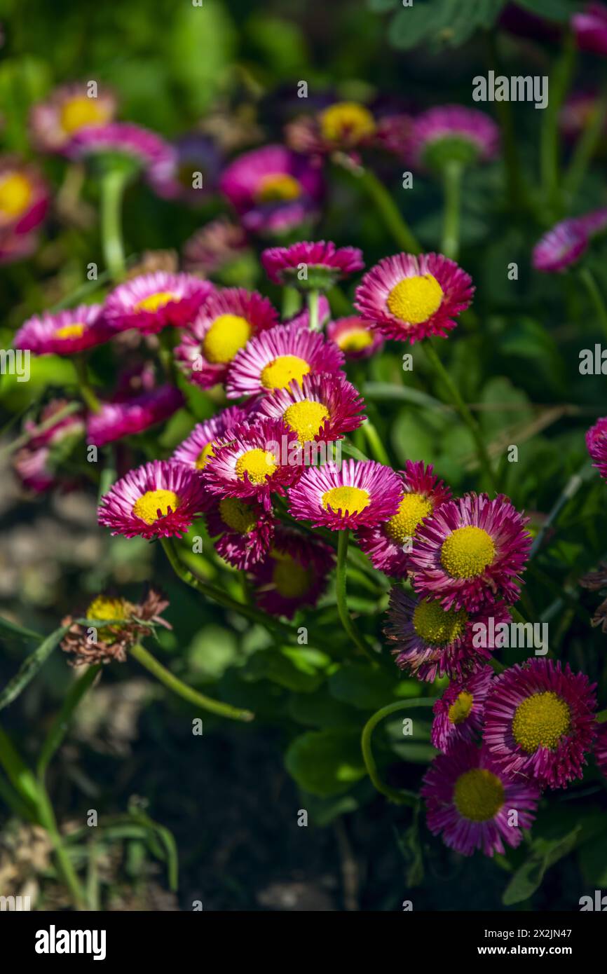 Bellis perennis It is a plant with rounded growth, which can measure fifteen or twenty centimeters in height and similar dimensions in diameter Stock Photo