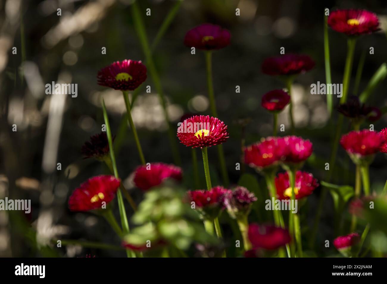 A bush of red margatias in the shadows of taller plants Stock Photo
