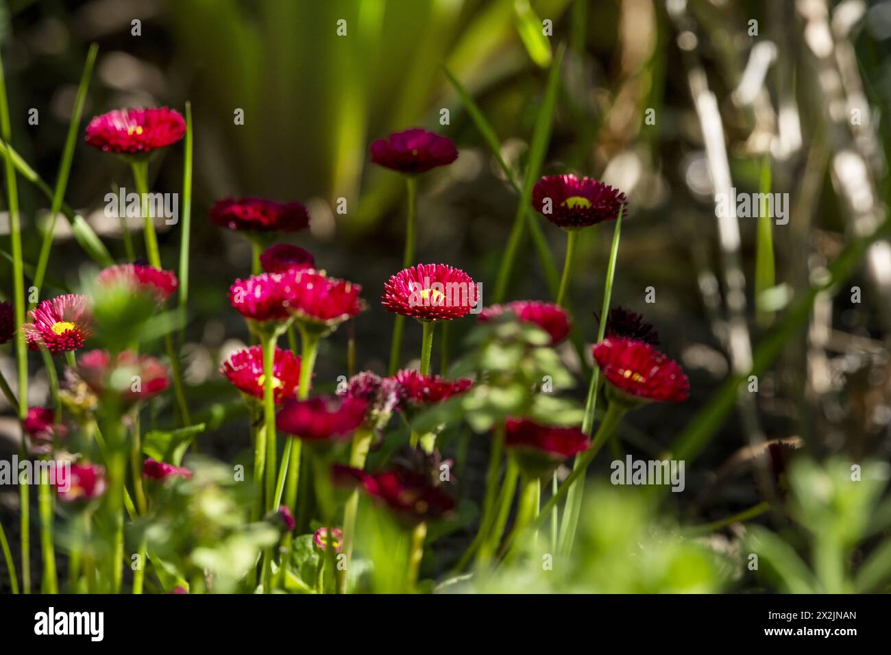 A bush of red daisies between lights and shadows protected by other taller plants Stock Photo