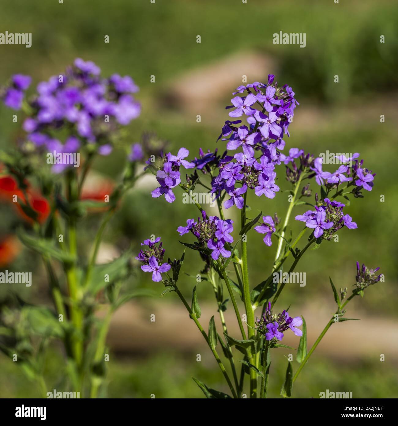 Lobelia is a genus of flowering plants comprising about 360–400 species, with a cosmopolitan distribution Stock Photo