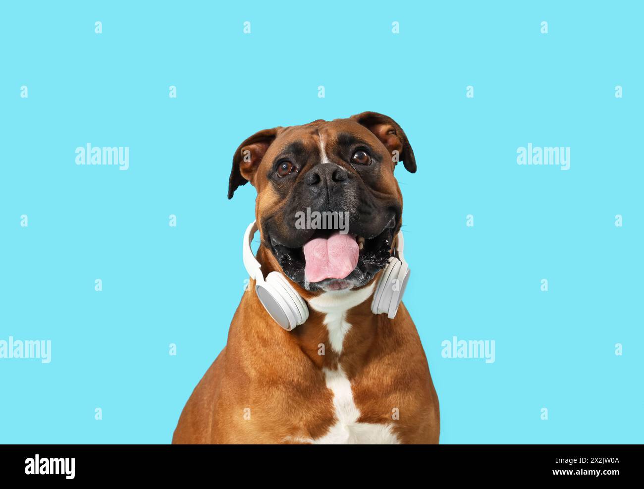 Cute Boxer dog with headphones on blue background, closeup Stock Photo