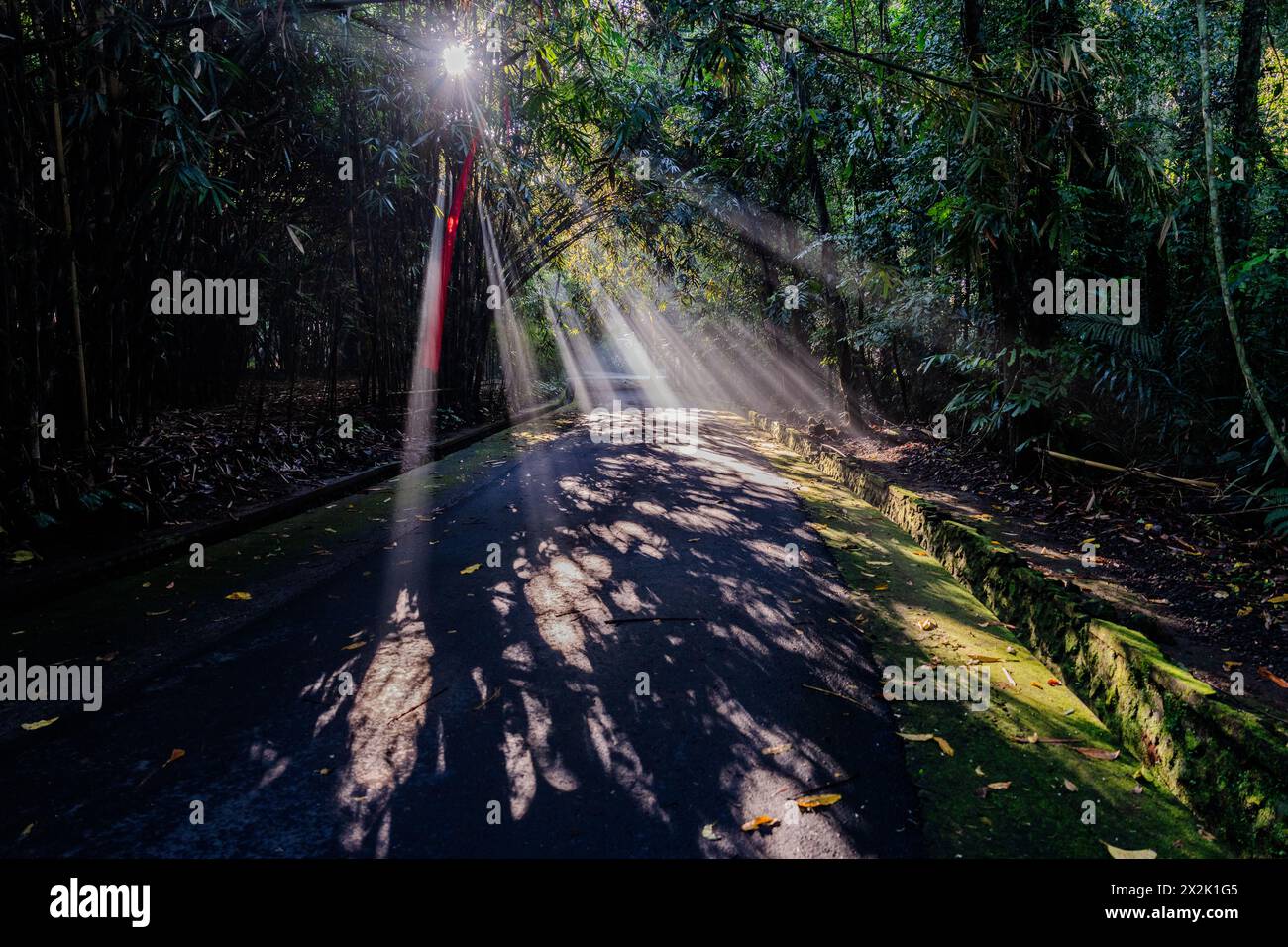 A serene forest road bathed in sunlight with sunbeams piercing through the canopy, casting shadows on the pavement, surrounded by lush greenery. Stock Photo