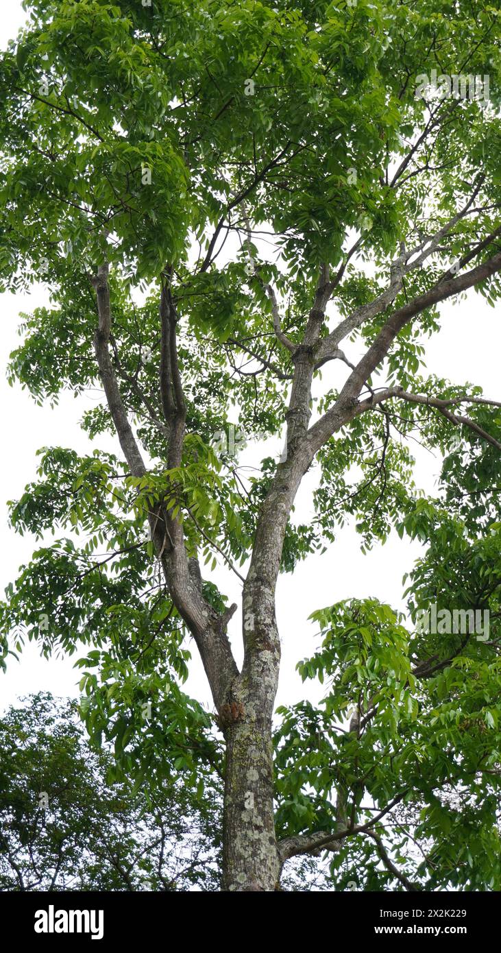 A tall tree with lots of branches and dense leaves during the day Stock ...