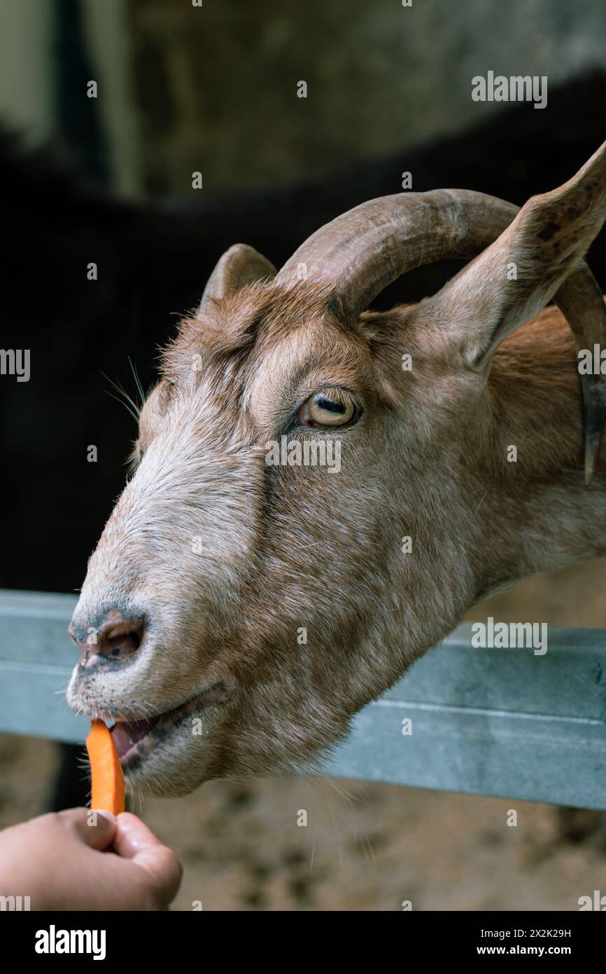 A heartwarming interaction of a child's hand feeding a carrot to a gentle brown goat Stock Photo