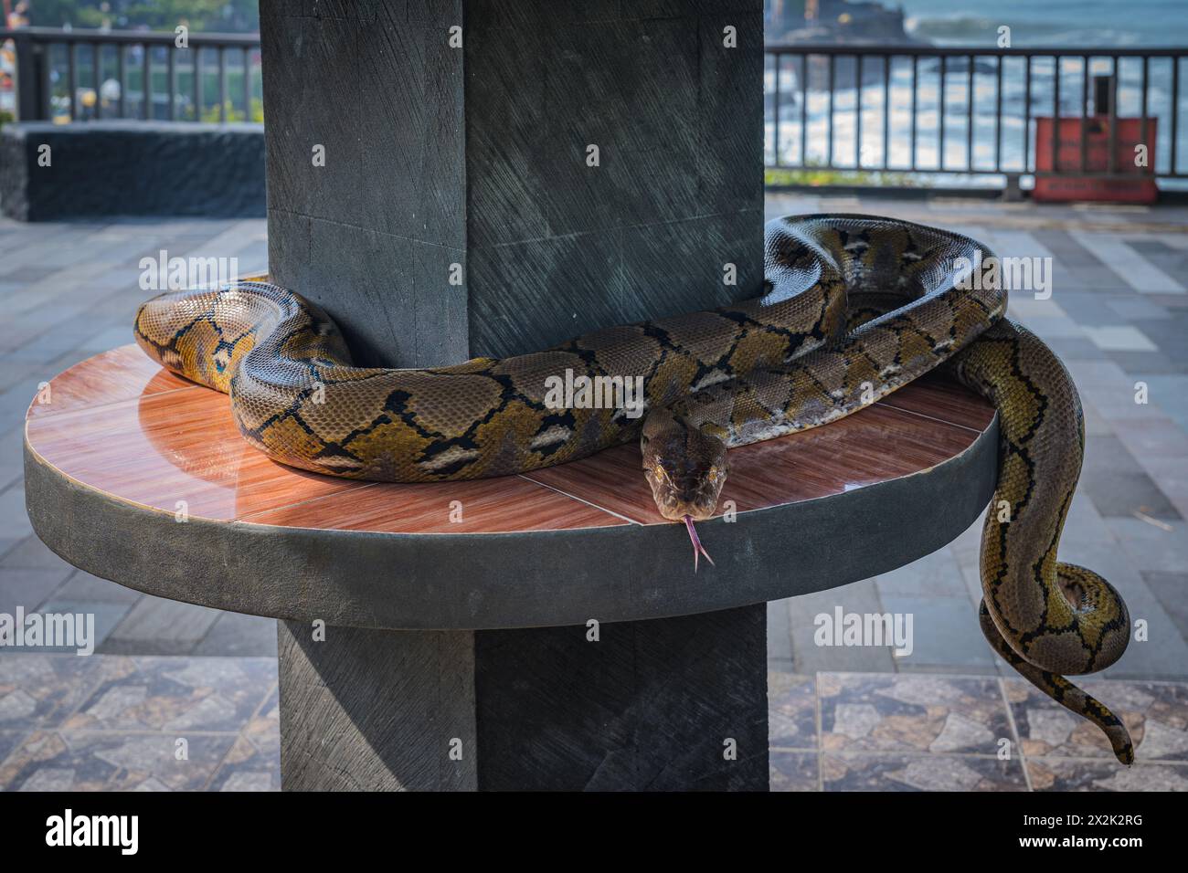 A python snake coils elegantly on a circular wooden bench, displaying ...