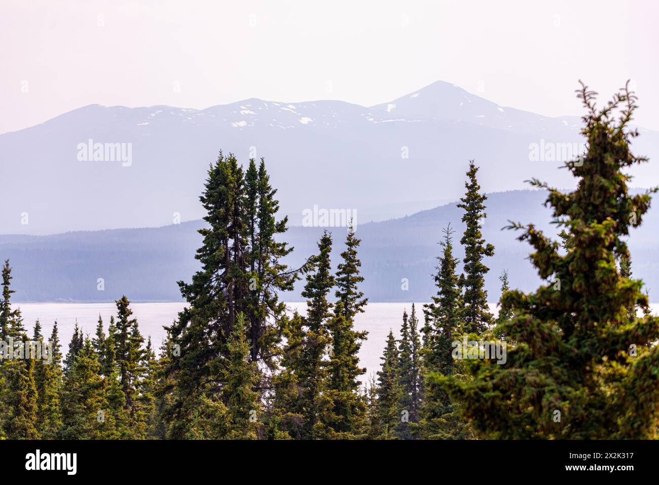Wilderness of the boreal forest in northern Canada, Yukon Territory during summer time with poplar and birch trees. Overlooking mountain landscape. Stock Photo