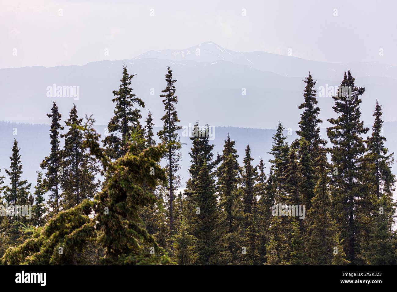 Wilderness of the boreal forest in northern Canada, Yukon Territory during summer time with poplar and birch trees. Overlooking mountain landscape. Stock Photo