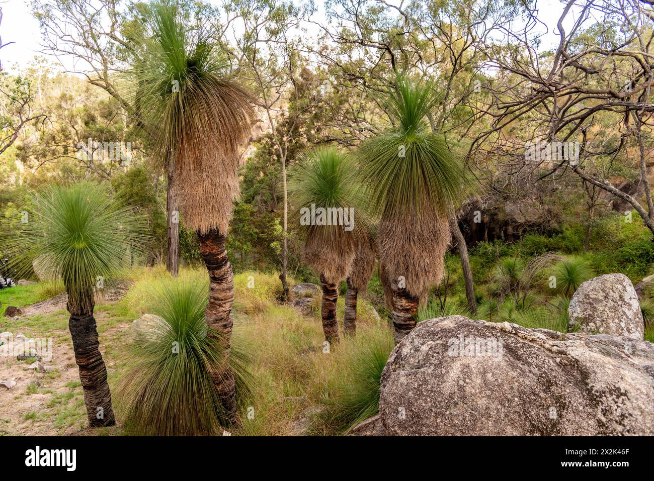 Balga hires stock photography and images Alamy