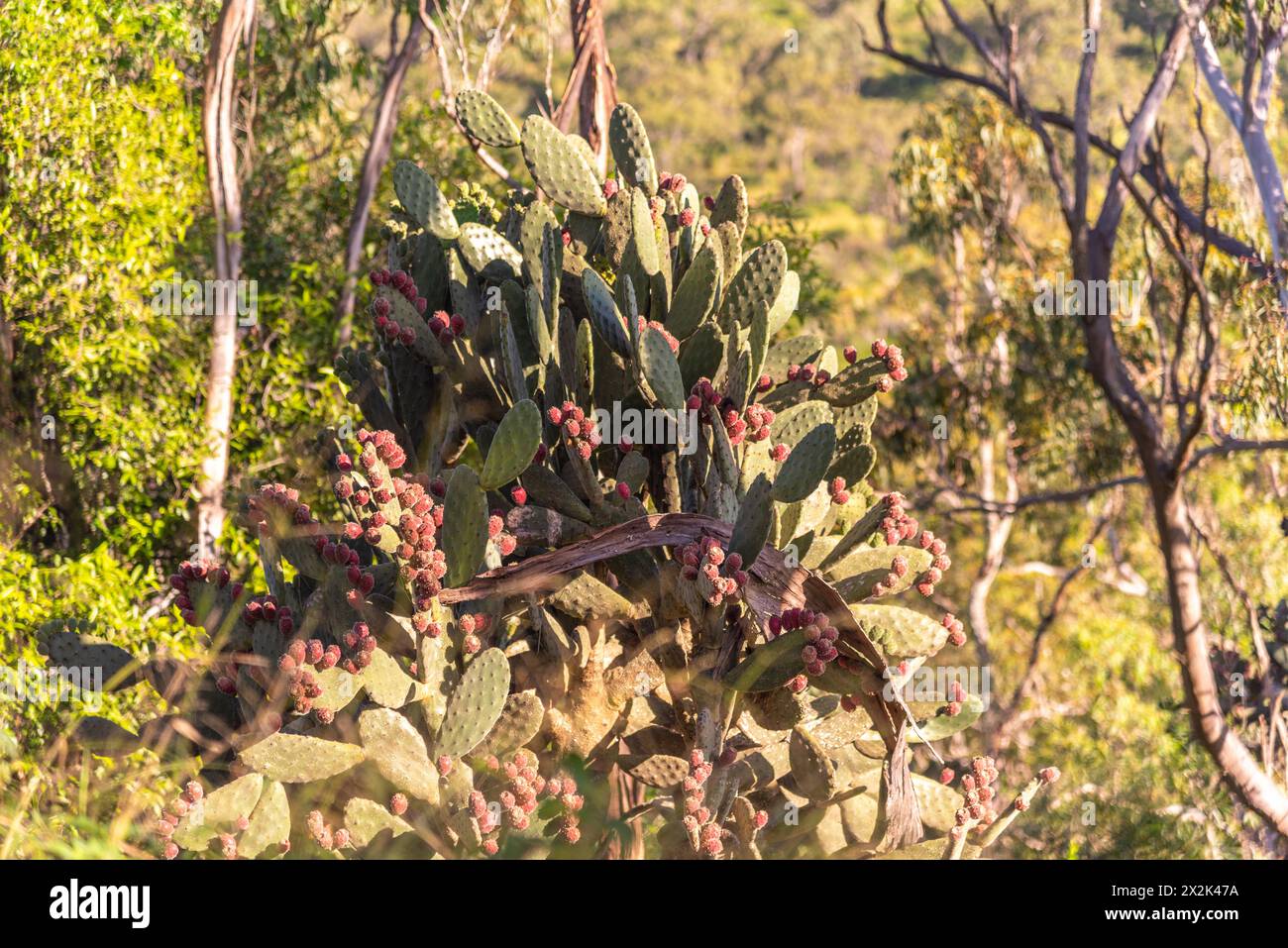 Wild cactus seen in Queensland, Australia with pink, red flowers blooming. Blurred green, bush, wild background. Stock Photo