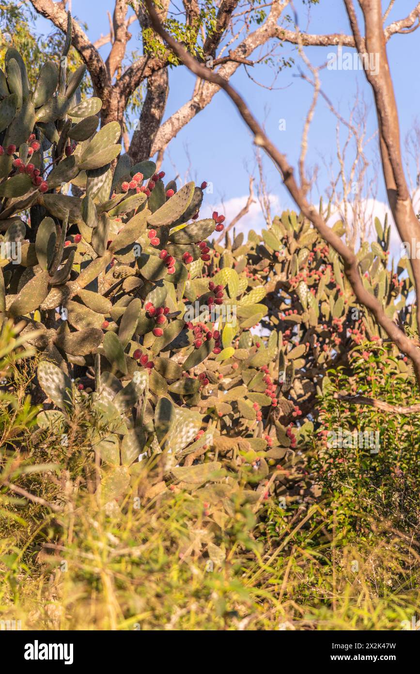 Wild cactus seen in Queensland, Australia with pink, red flowers blooming. Blurred green, bush, wild background. Stock Photo