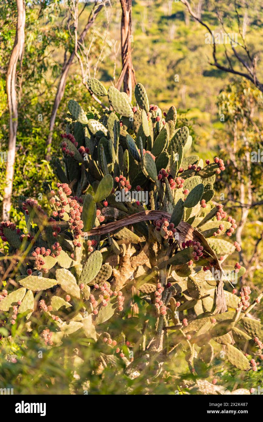 Wild cactus seen in Queensland, Australia with pink, red flowers blooming. Blurred green, bush, wild background. Stock Photo