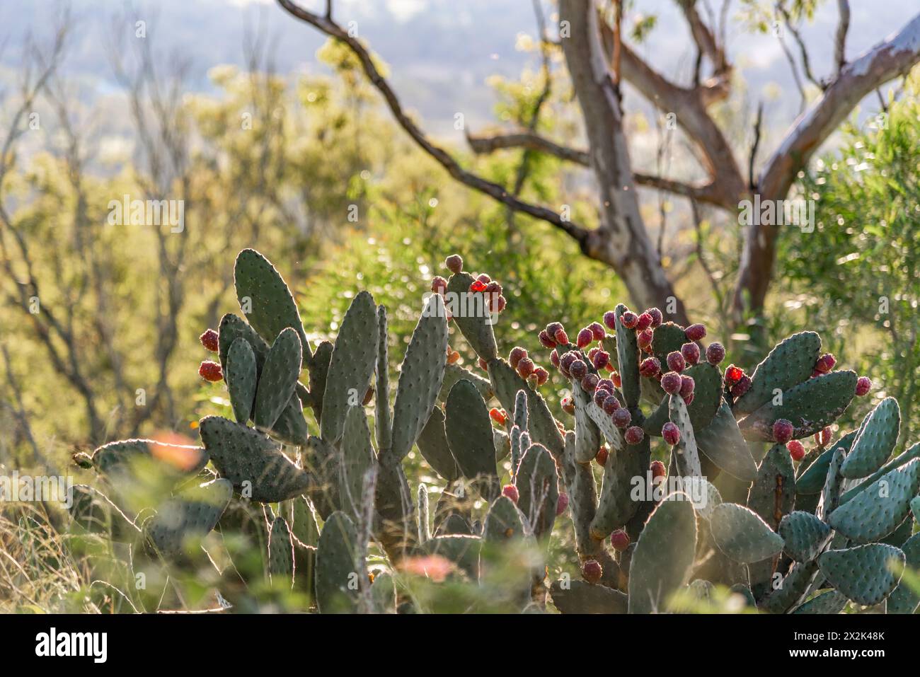 Wild cactus seen in Queensland, Australia with pink, red flowers blooming. Blurred green, bush, wild background. Stock Photo