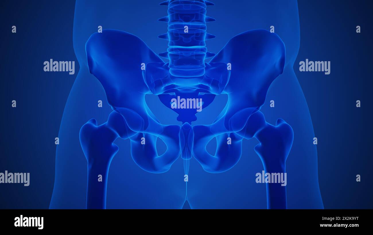 Anatomy concept of an arthritic sacroiliac joint Stock Photo