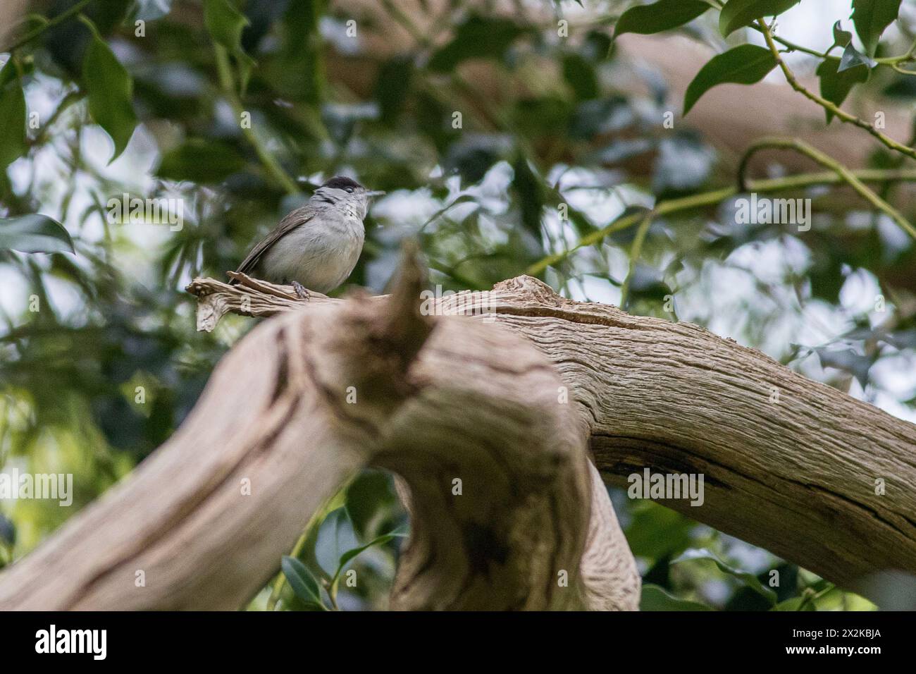 Guildford, UK. 22nd Apr, 2024. Brittens Pond, Worplesdon. 22nd April 2024. Cloudy weather across the Home Counties this afternoon. A Eurasian blackcap (sylvia atricapilla) at Brittens Pond in Worpleson, near Guildford, in Surrey. Credit: james jagger/Alamy Live News Stock Photo