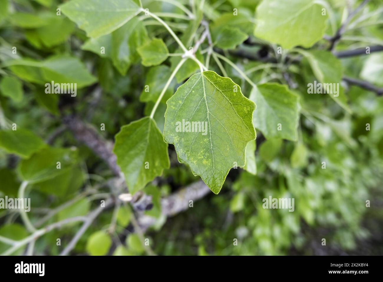Detail of green background of decorative bushes in the city Stock Photo
