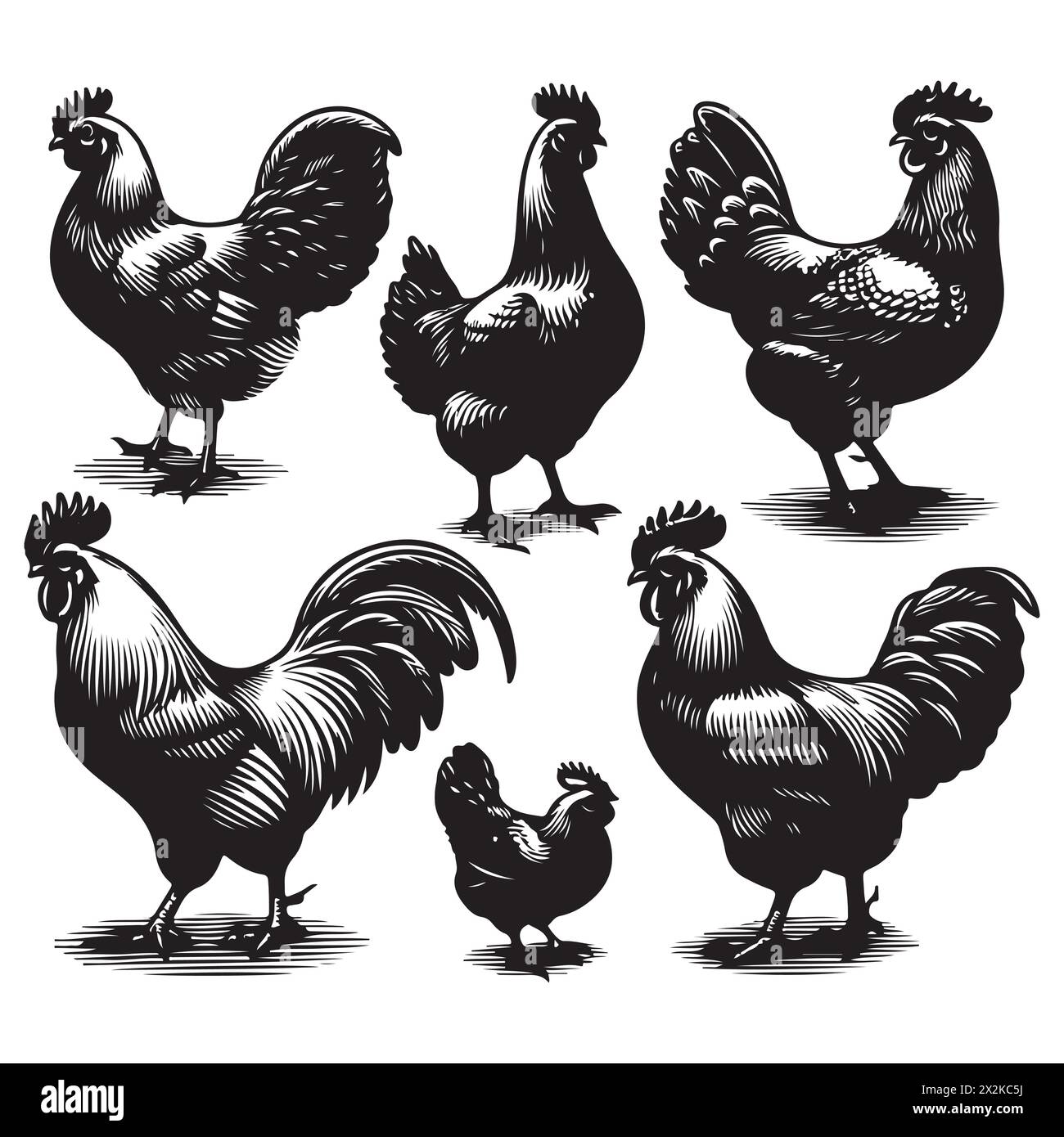 silhouette-set-of-chicken-stock-vector-image-art-alamy