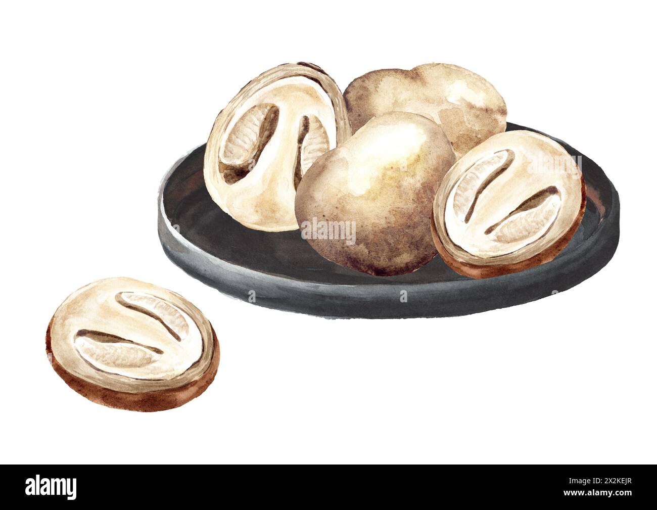 Raw Straw Cao Gu mushrooms ,  Hand drawn watercolor illustration isolated on white background Stock Photo