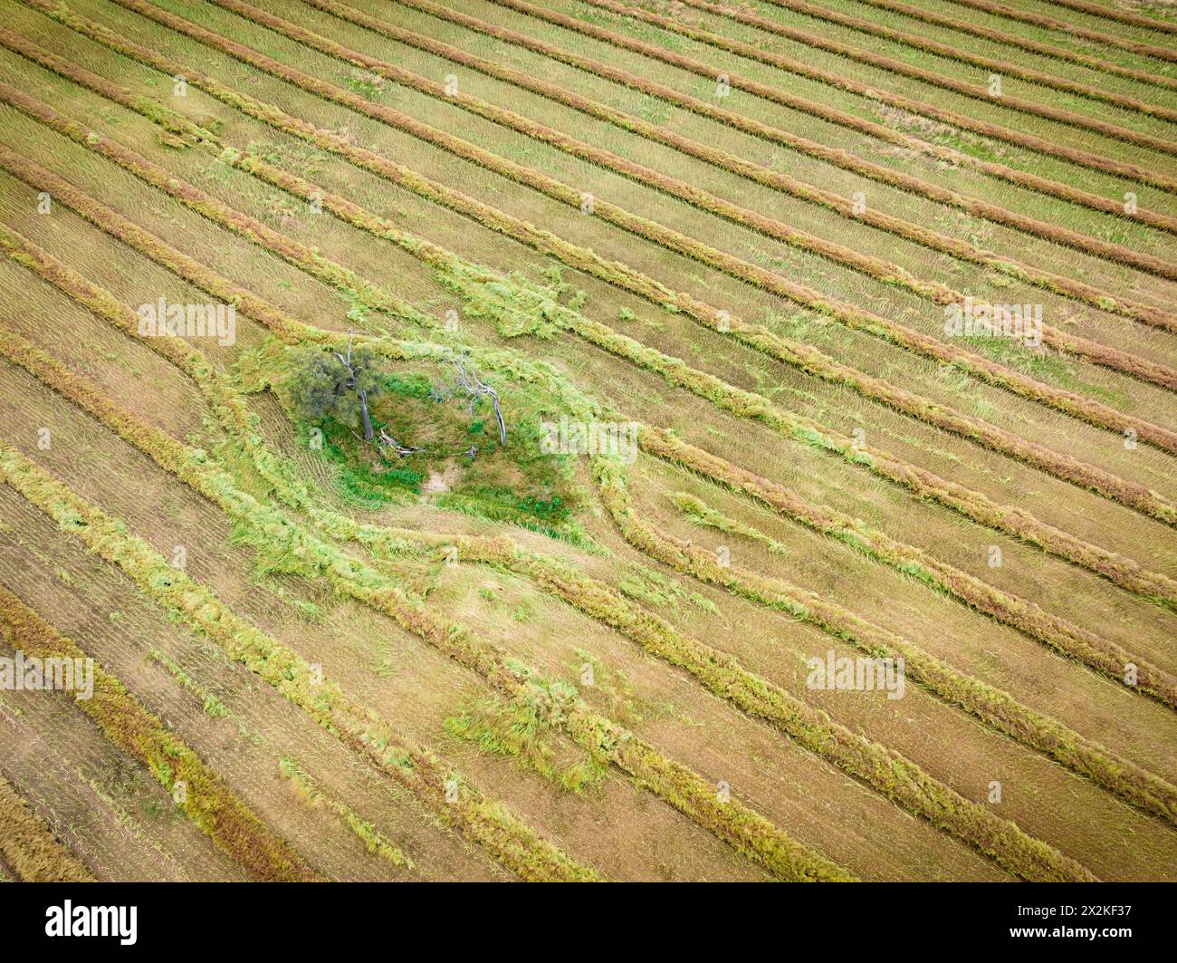 Aerial view of harvester patterns around trees on farmland at Joyces Creek in Central Victoria, Australia Stock Photo