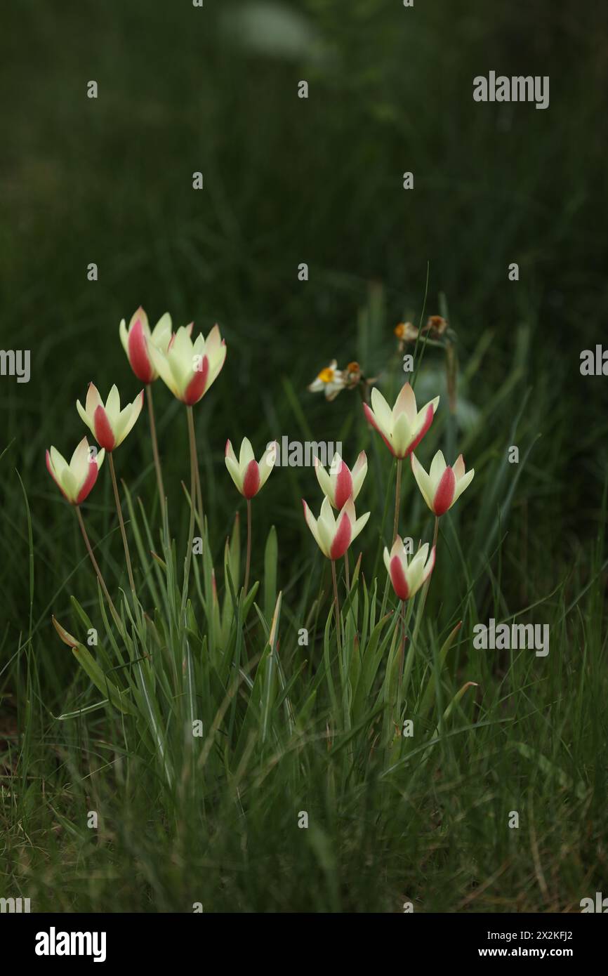 beautiful spring tulips in the garden Stock Photo