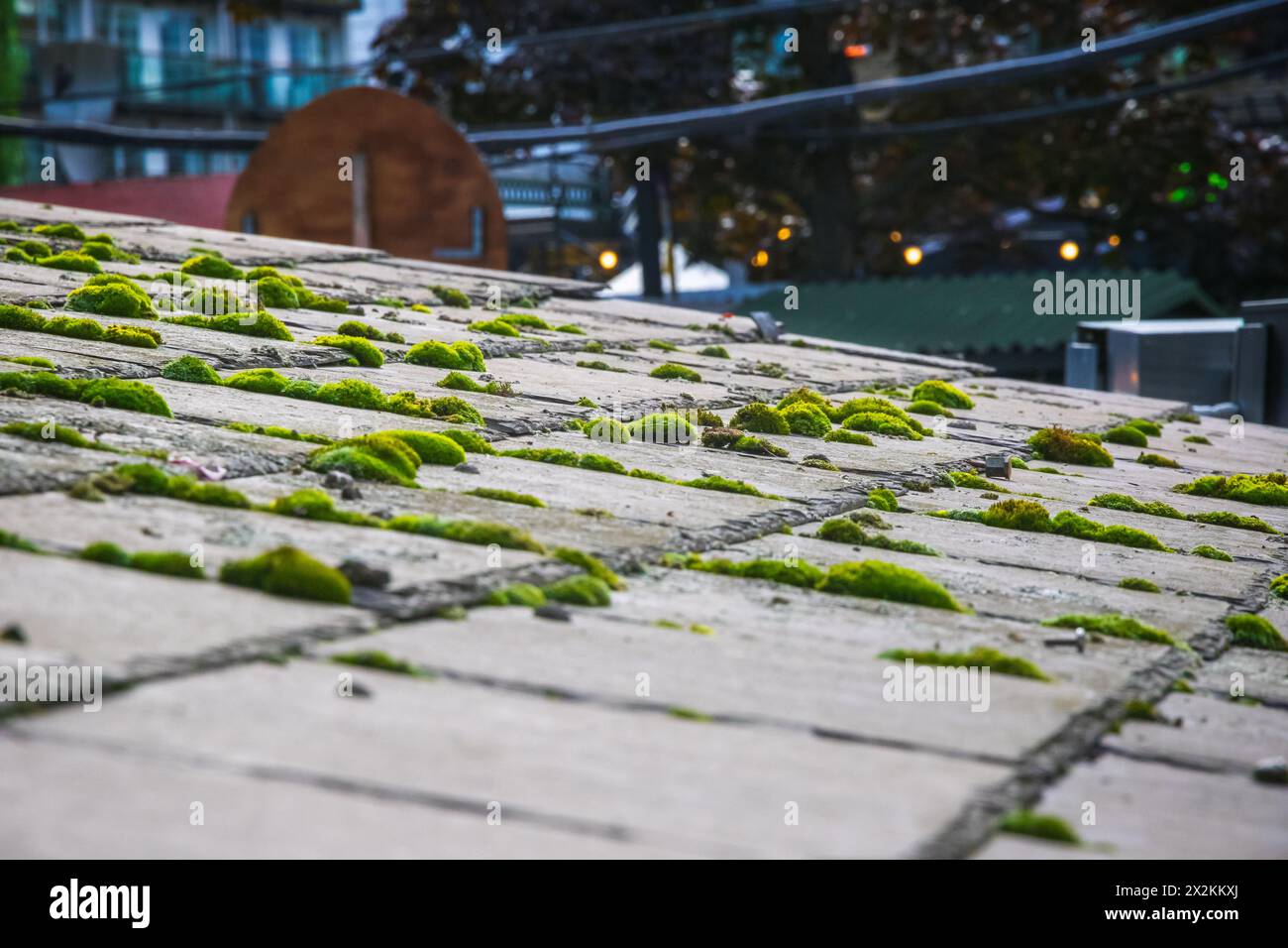 Green moss and algae on slate roof tiles in London Stock Photo
