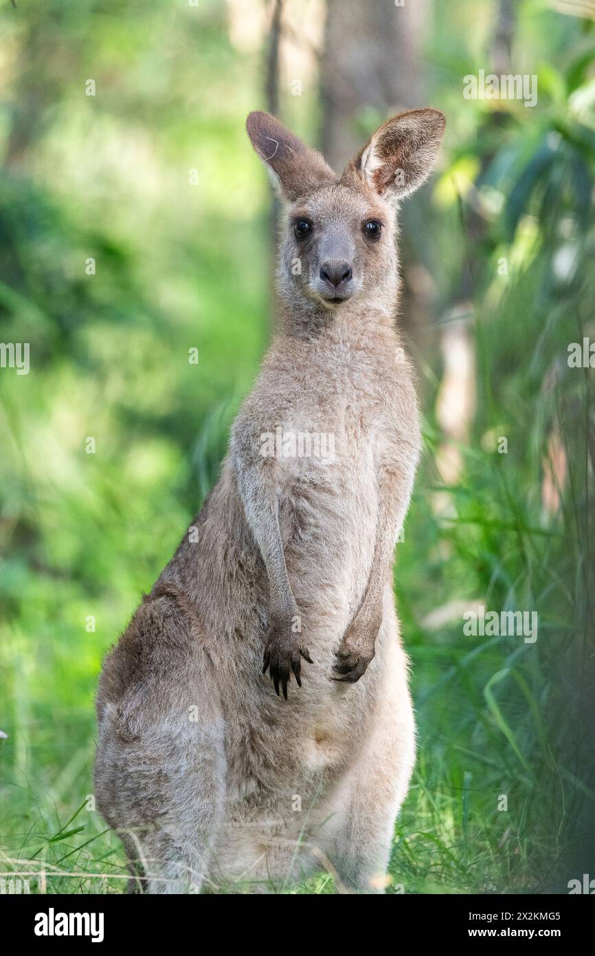 Eastern grey kangaroo (Macropus giganteus), rests in the forest. Stock Photo