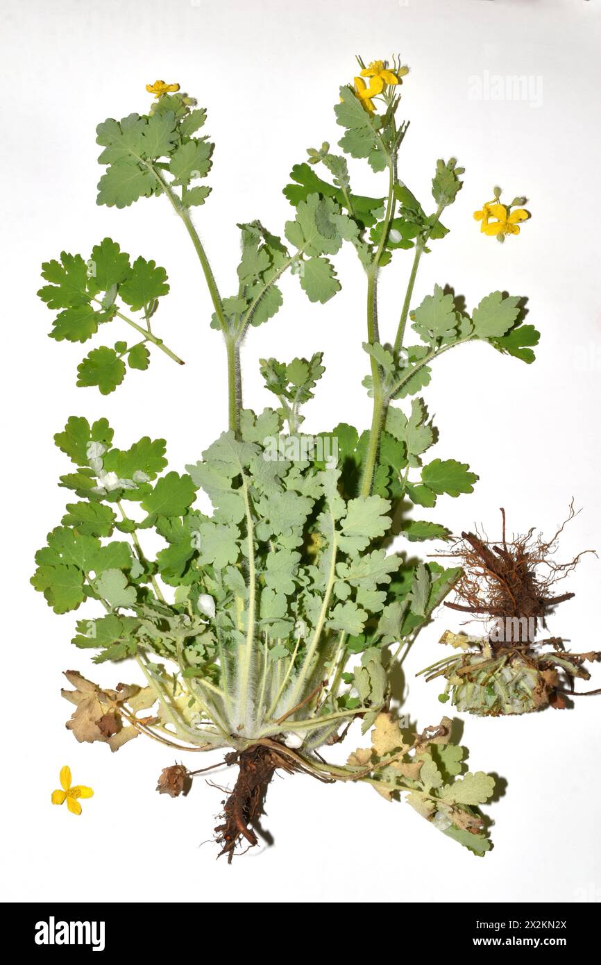 Herbarium. tutorial. Bush of the Greater Celandine plant, its root system, yellow flowers and stem with leaves. Stock Photo