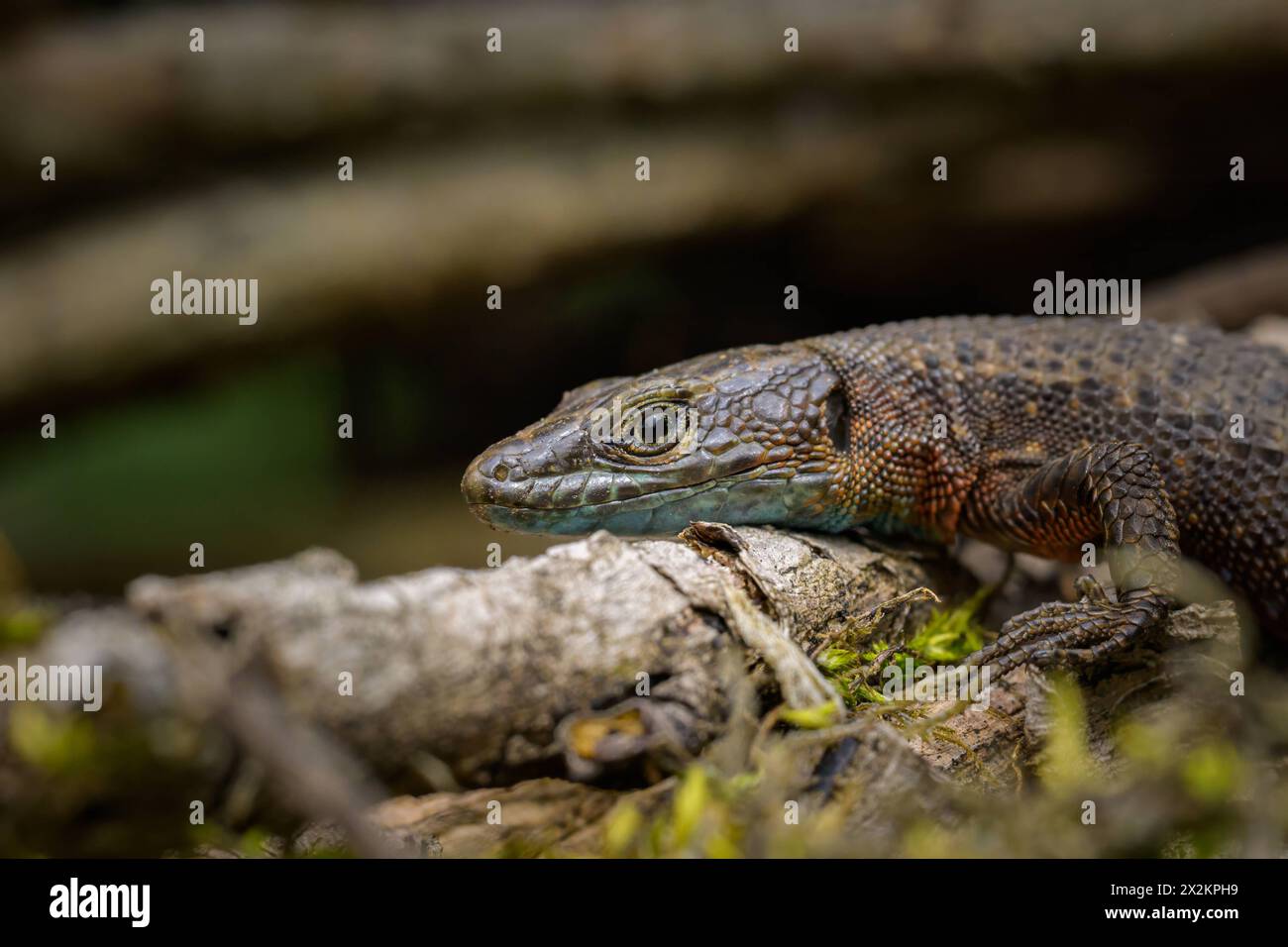 A blue-throated keeled lizard Algyroides nigropunctatus resting between branches, Cres Croatia Cres Croatia Stock Photo