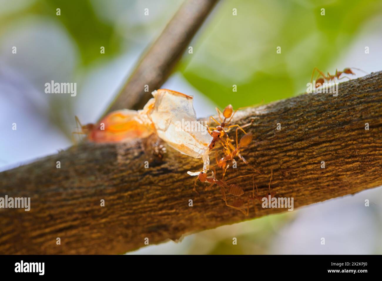 Close-up of weaver ants carrying food on tree branch Stock Photo