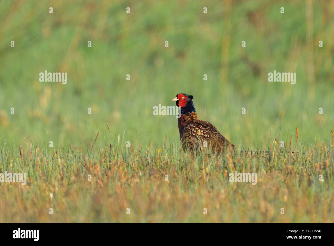 A male Common Pheasant walking in a meadow, sunny morning in springtime, Austria Moosdorf Austria Stock Photo