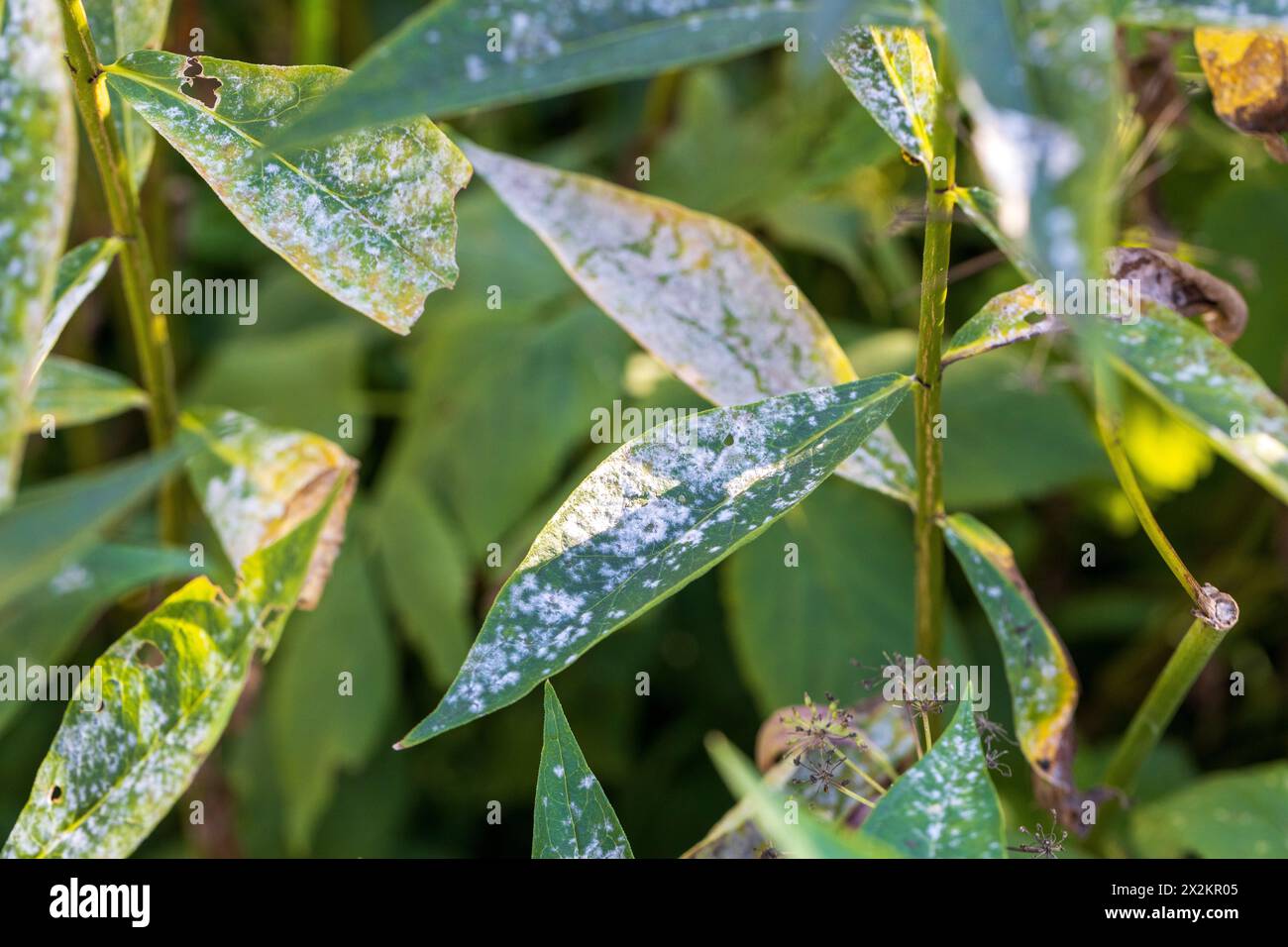 Powdery mildew on phlox leaves Stock Photo