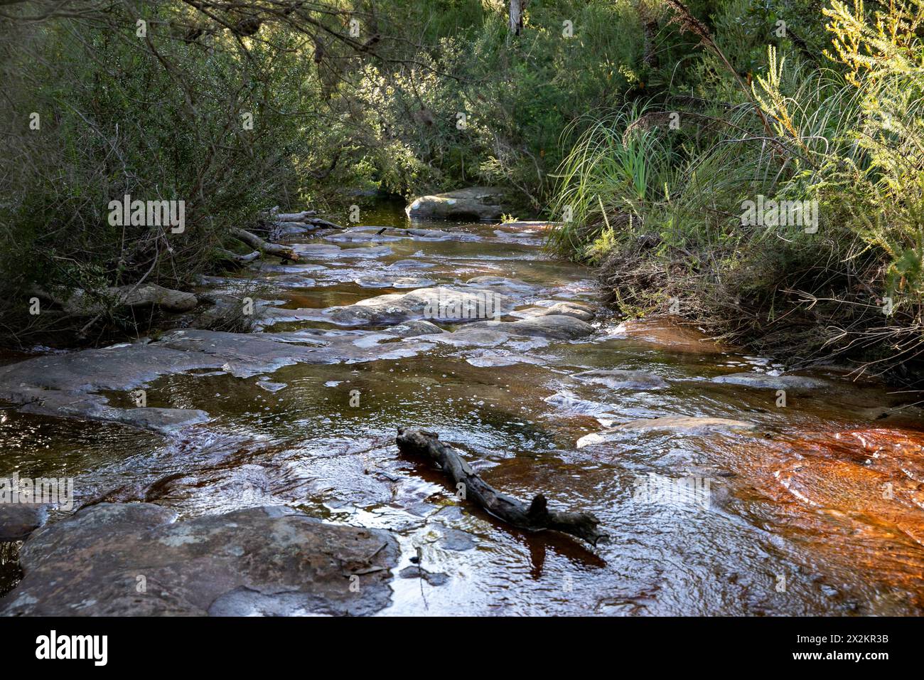 Waterfall flowing water beside the America Track trail walk in Ku-ring-gai chase national park, Sydney,NSW,Australia,2024 Stock Photo