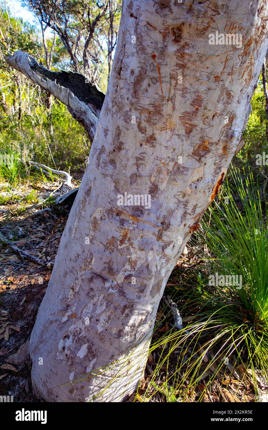 Scribbly gum tree,Eucalyptus haemastoma, endemic to Sydney Australia, scribbles caused by the scribbly gum moth Ogmograptis,Australia Stock Photo