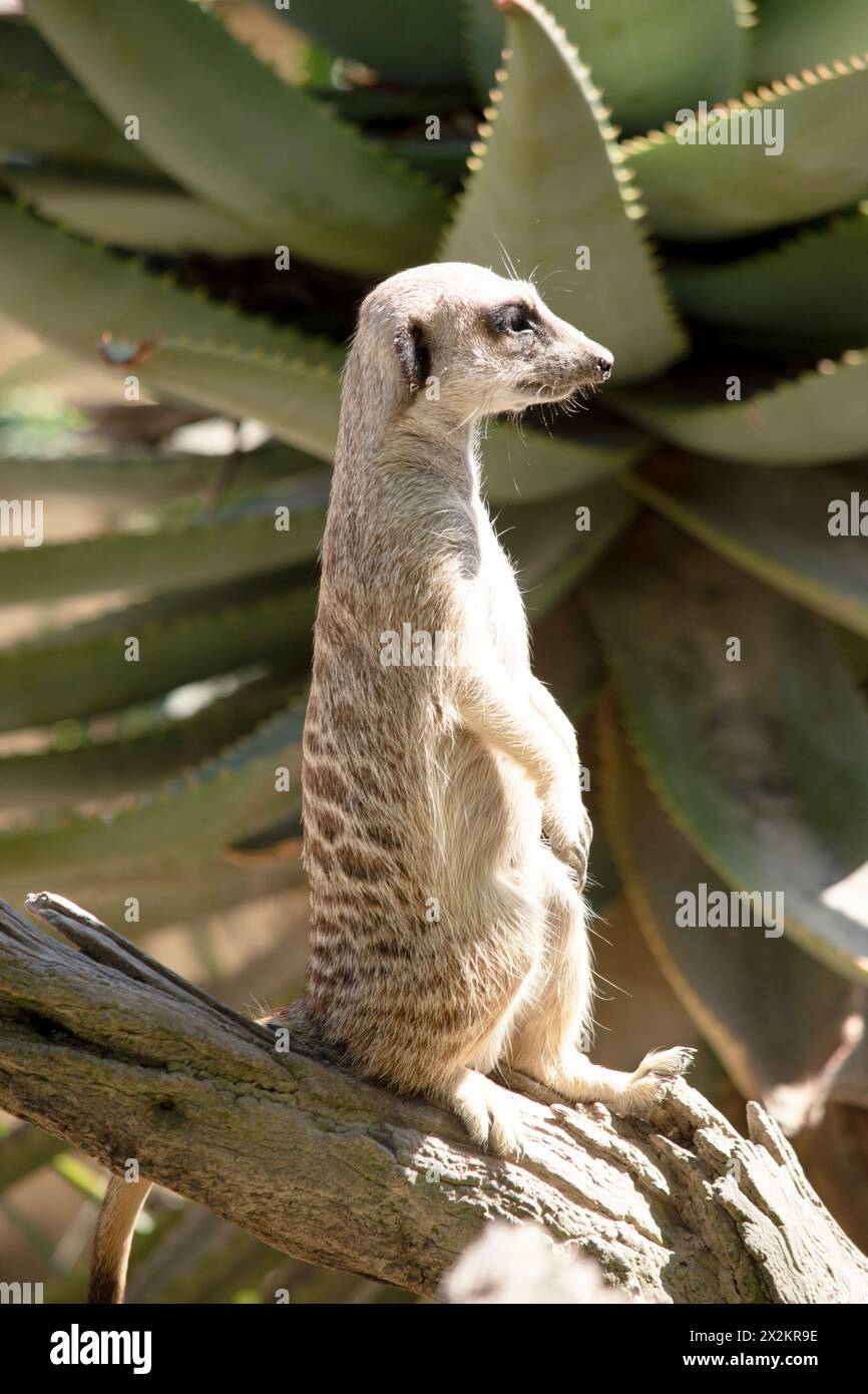 Meerkats are small mammals with grizzled gray and brown fur. They have dark patches around their eyes to protect their eyes from the sun Stock Photo