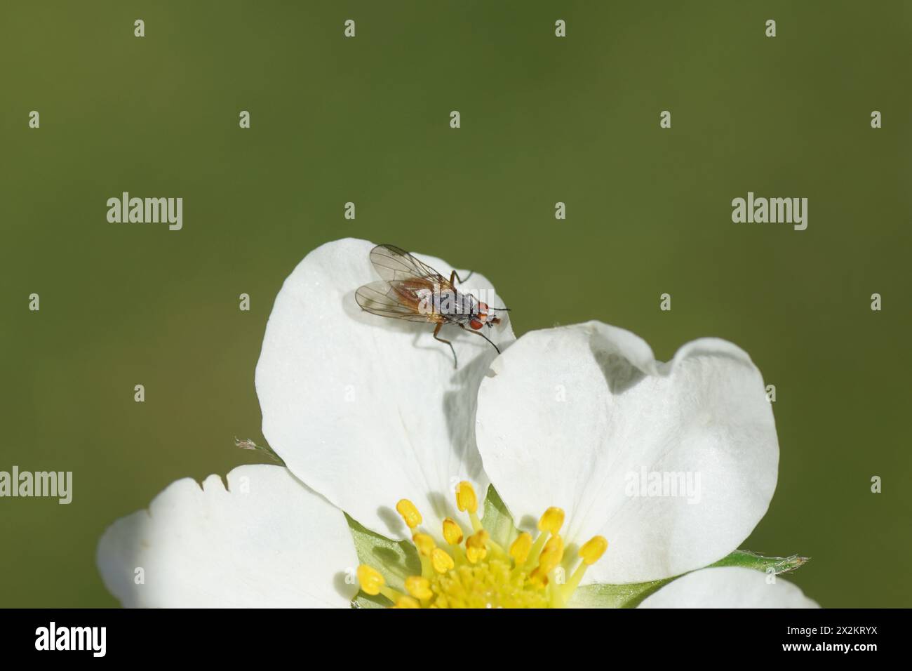 Small fly Pegomya, family Root-Maggot Flies (Anthomyiidaes) on flower of strawberry Fragaria. Tribe Pegomyini. Subfamily Pegomyinae. Spring, April, Stock Photo