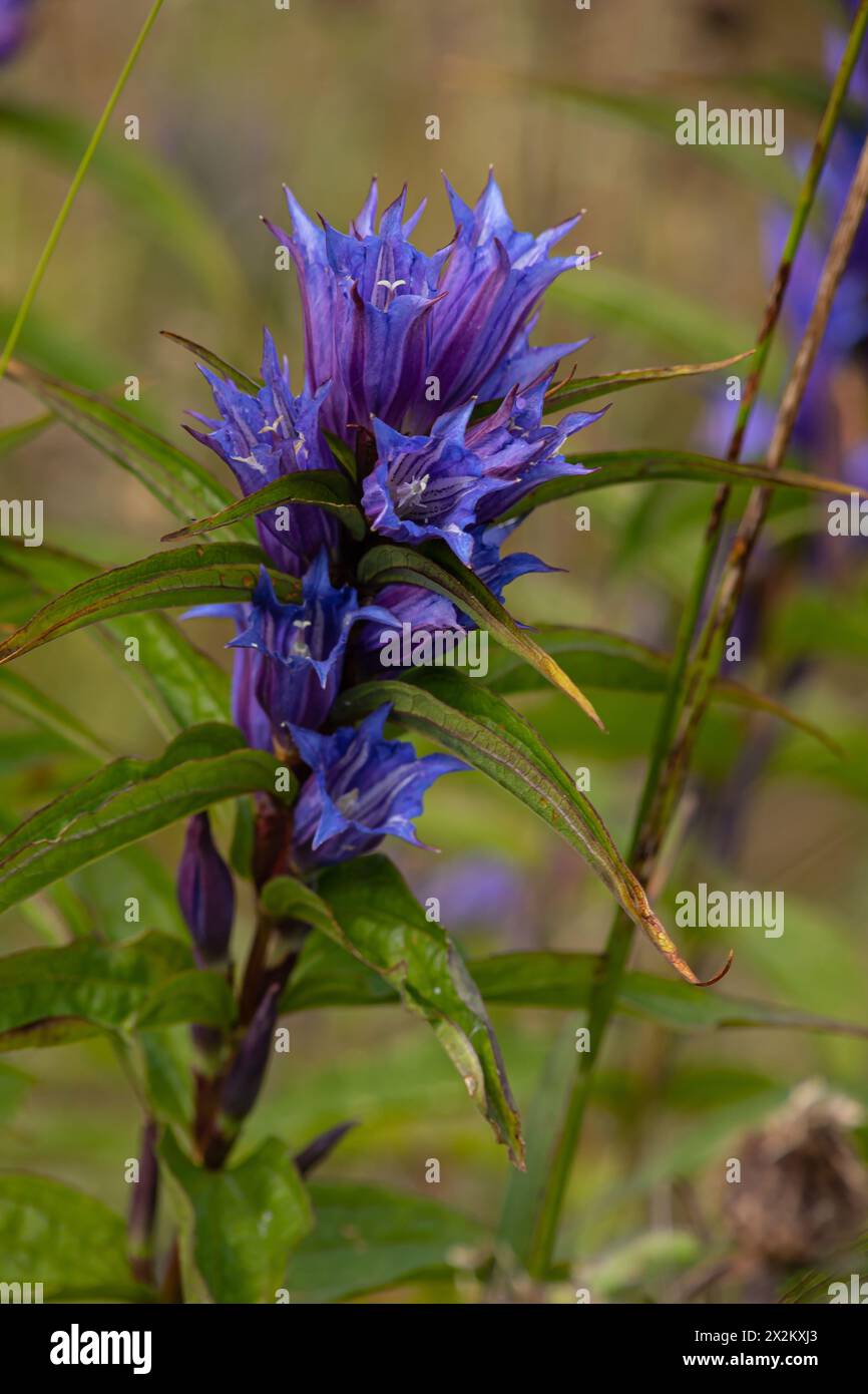 Gentiana asclepiadea, the willow gentian, is a species of flowering plant in the family Gentianaceae. Willow Gentian Gentiana asclepiadea is a medium- Stock Photo