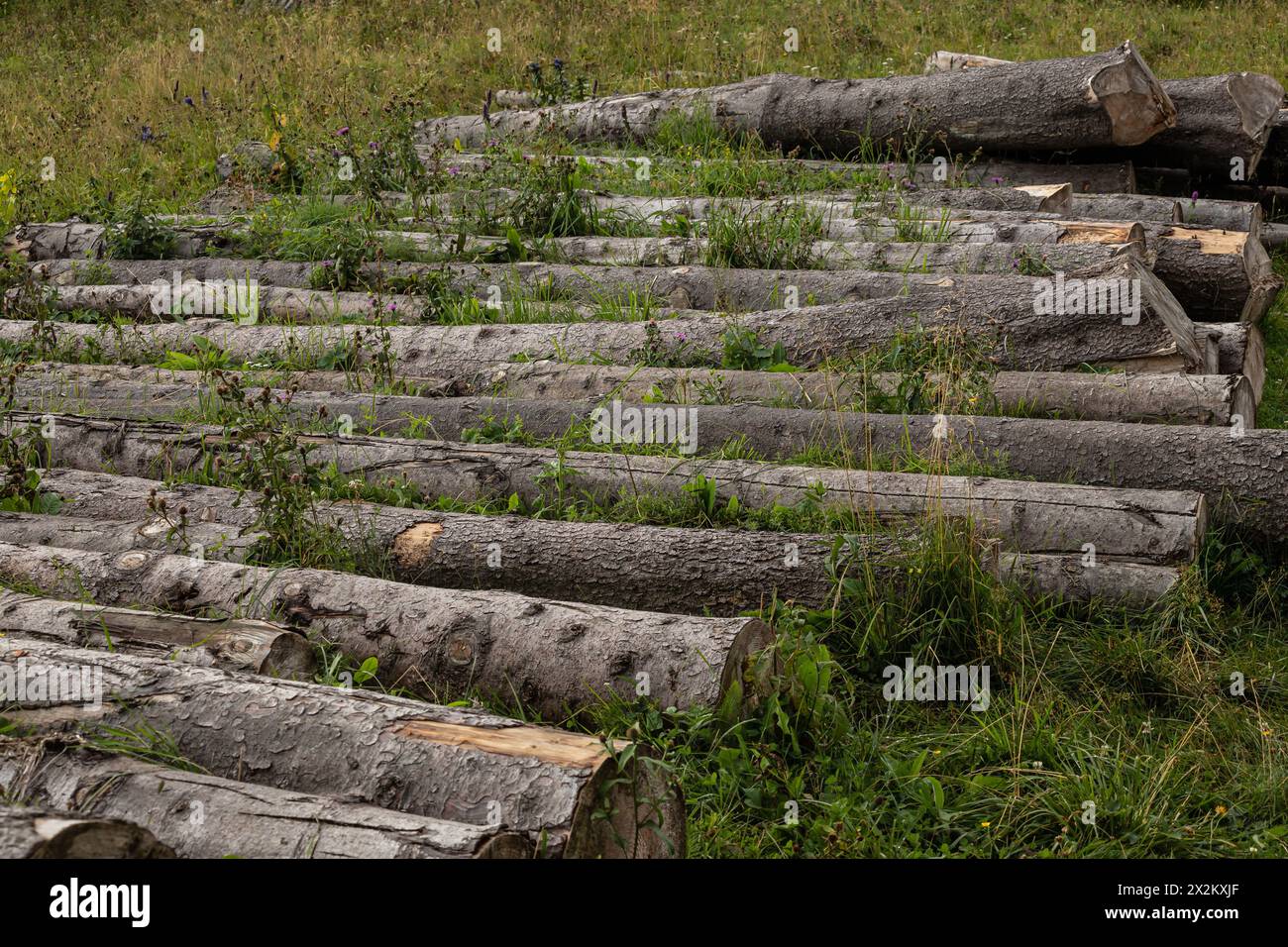 A pile of trunks lying on the grass near the forest edge. Stocking of firewood, deforestation. Logs closeup. Stock Photo