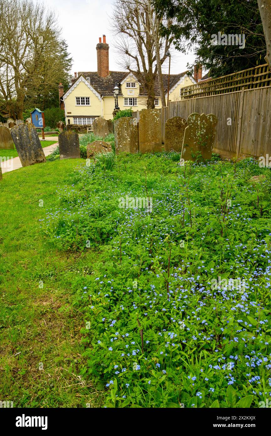 The churchyard with gravestones and forget-me-not flowers at St. Mary's Church in the historic market town of Horsham in West Sussex, England. Stock Photo