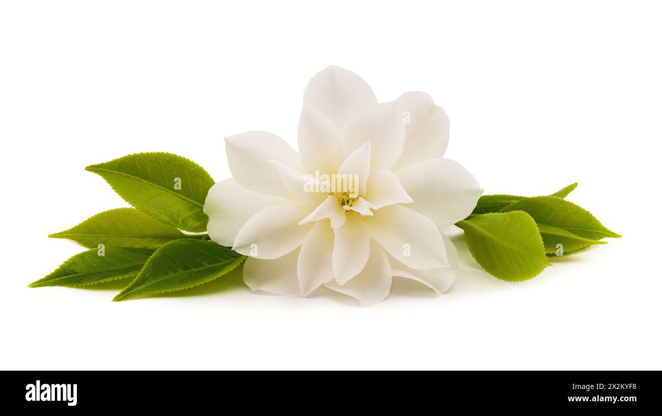 White camellia flower isolated on white background Stock Photo